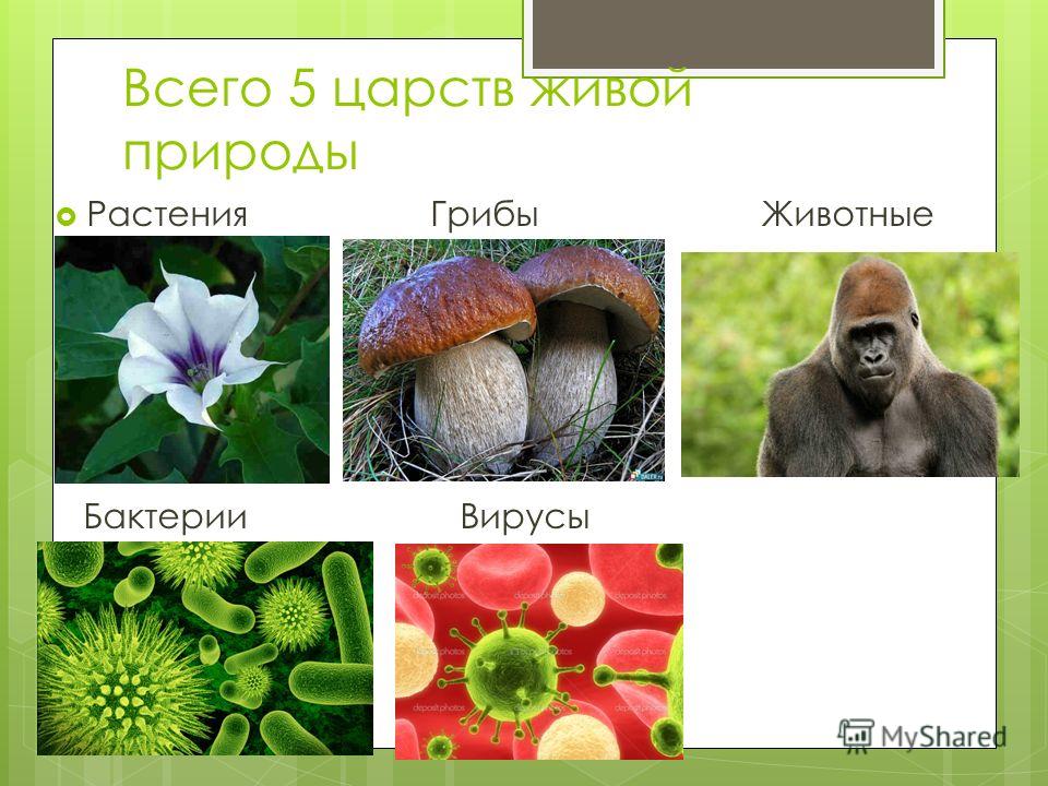 Признаки животных у грибов - Вопросы и ответы