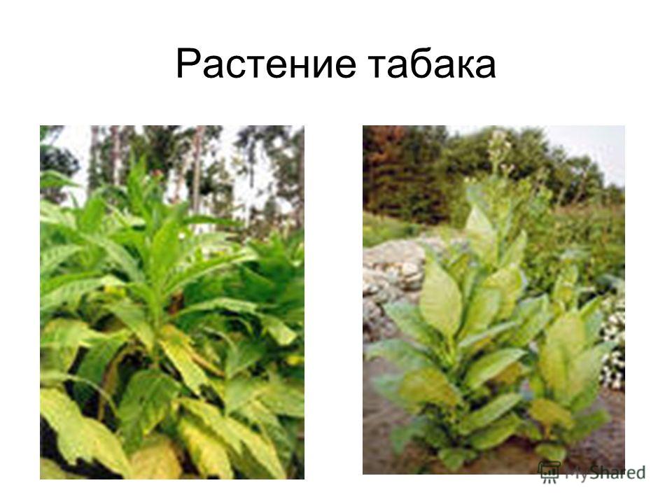 Растение табака