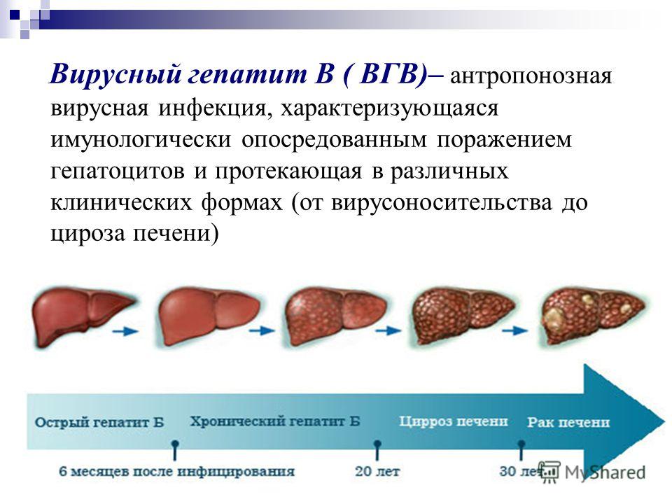 Реферат: Биологическая характеристика возбудителей вирусных трансфузионных гепатитов