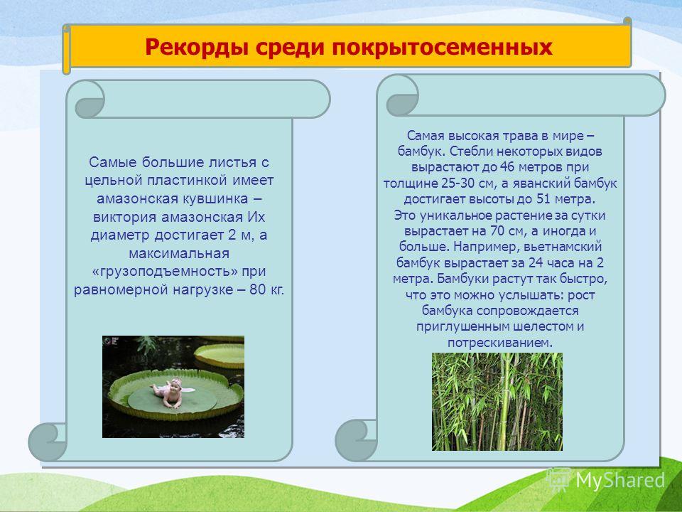 5 примеров известных покрытосеменных растений