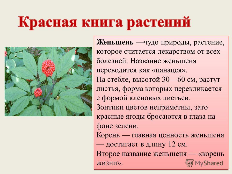 Женьшень в красной книге или нет How-info.ru