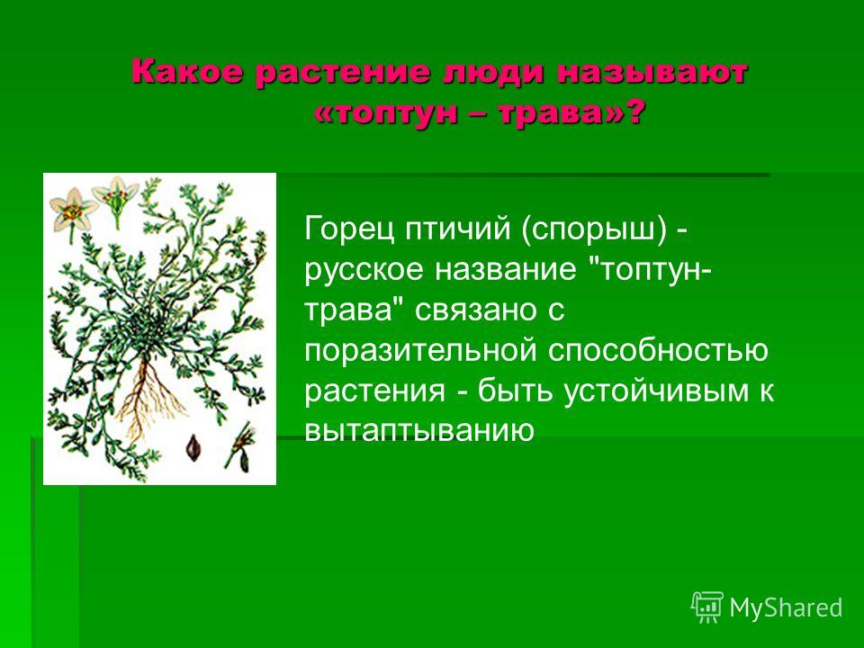 Презентация на тему: "Викторина по направлению «Окружающий мир ...