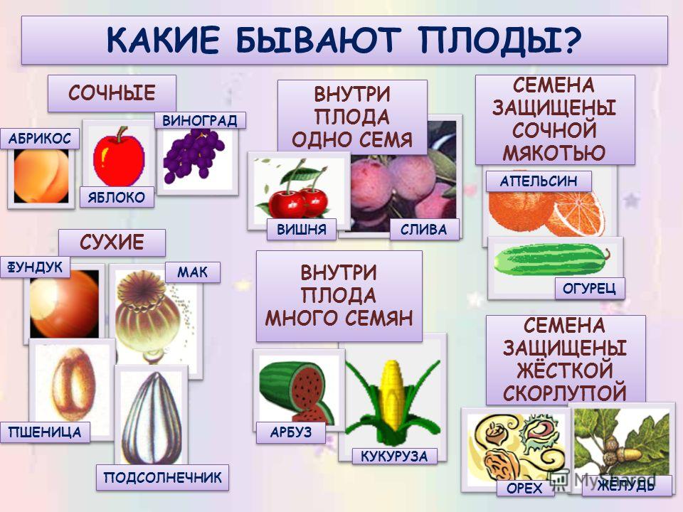 Лекарственные растения и лечебные травы с фото и названиями Растения и цветы. Энциклопедия растений и названия. Основы