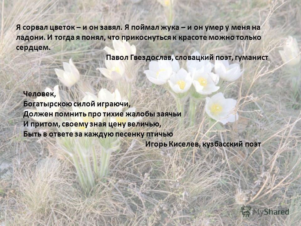 География Кемеровской Области Природа Соловьев