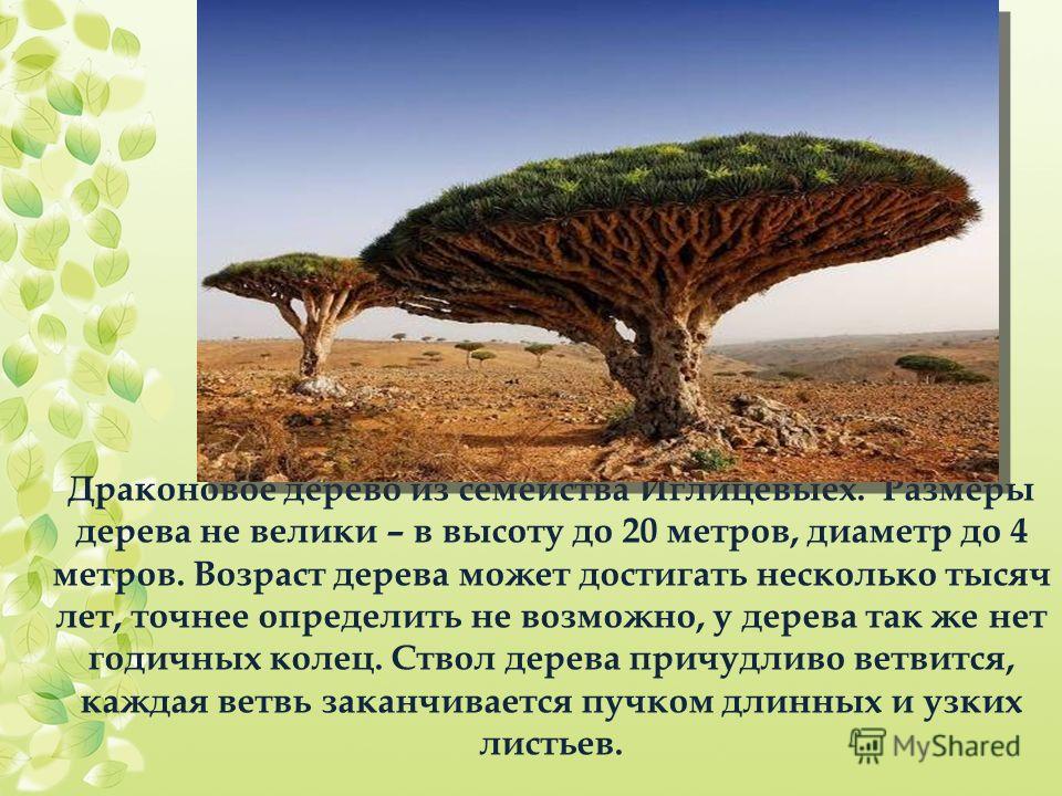 Дуб продолжительность жизни фото - DelaDom.ru