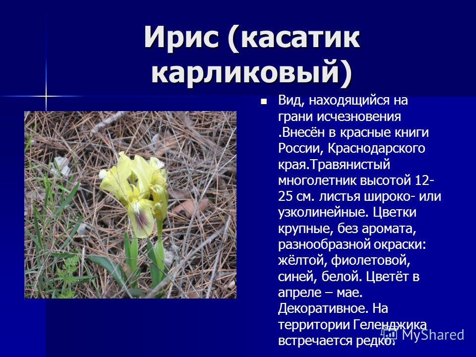 Растения из красной книги красноярского края фото и описание - Profhobby.ru
