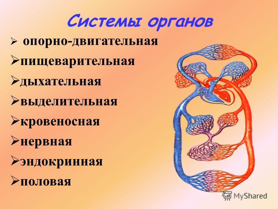 Н.и сонина биология 6 класс системы органов животных