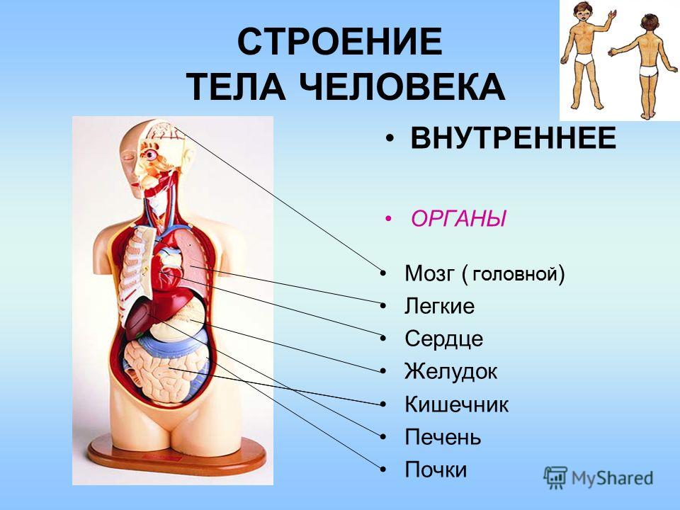 Картинки дляь3 класса строение человека