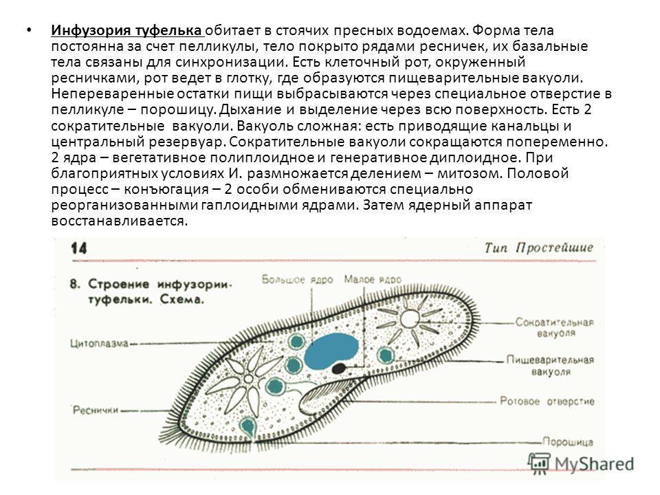 Прокариот инфузория туфелька Прокариот инфузория туфелька