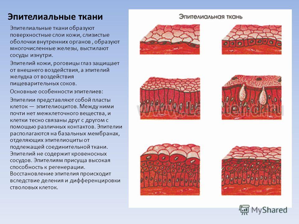 Гистология эпителиальные ткани презентация