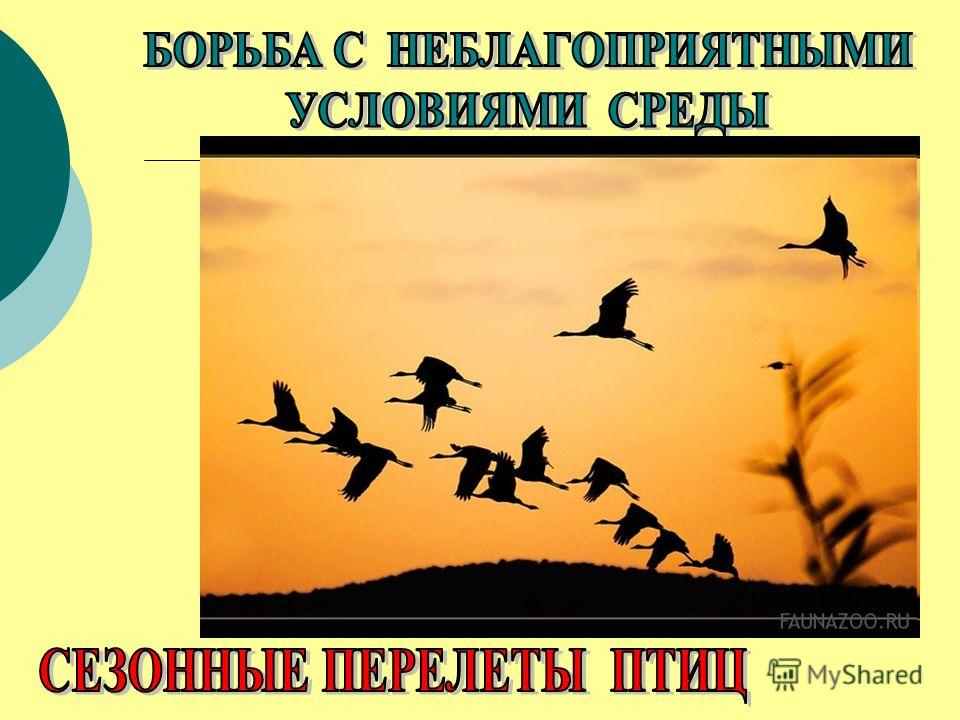 Борьба с неблагоприятными условиями картинки - Profhobby.ru