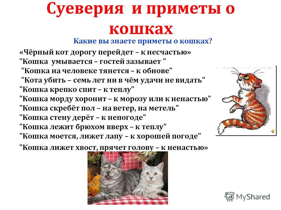 Народные поверья связанные с кошками развёрнутый ответ Народные поверья связанные с кошками развёрнутый ответ