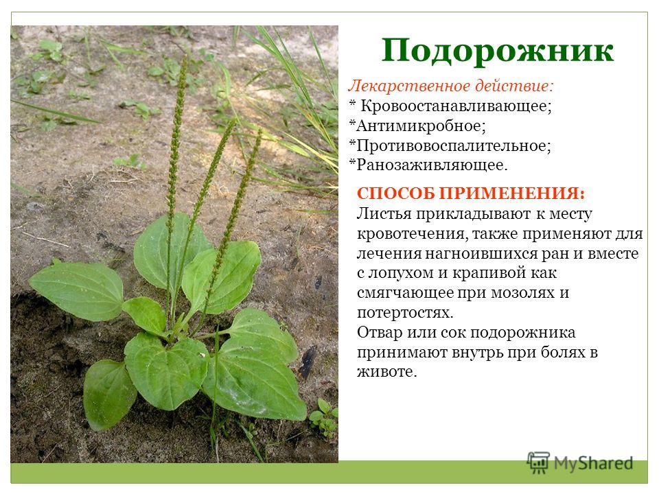 Подорожник для коленного сустава Подорожник для коленного сустава