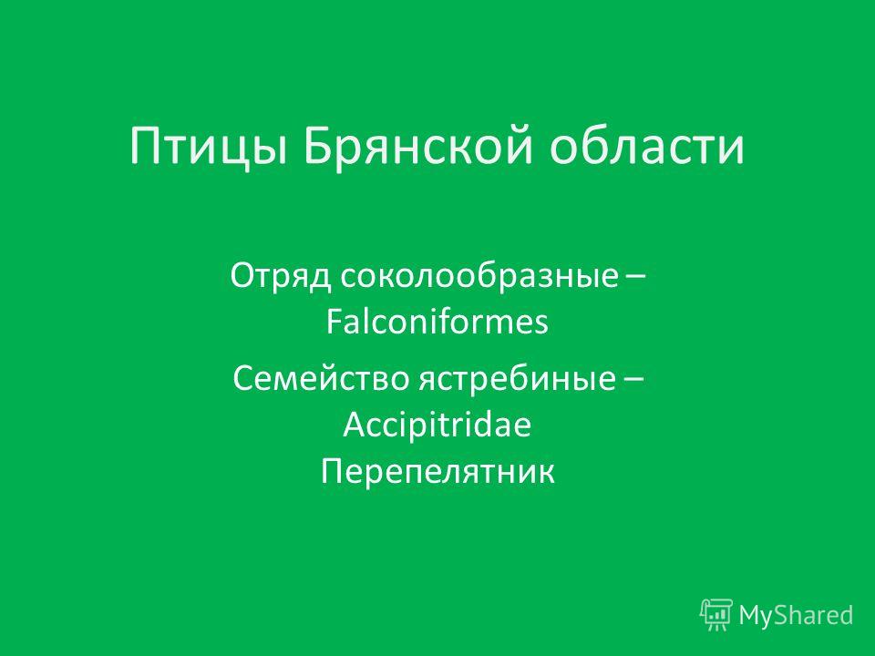 Картинки птиц зимующих в брянске Картинки птиц зимующих в брянске