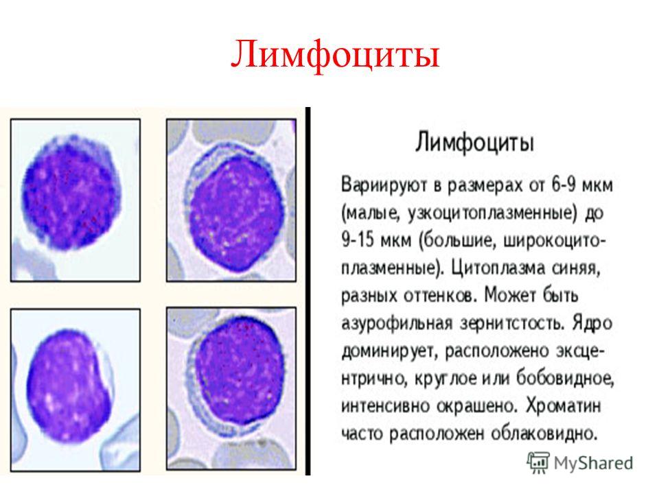 Где находится лимфоциты Где находится лимфоциты
