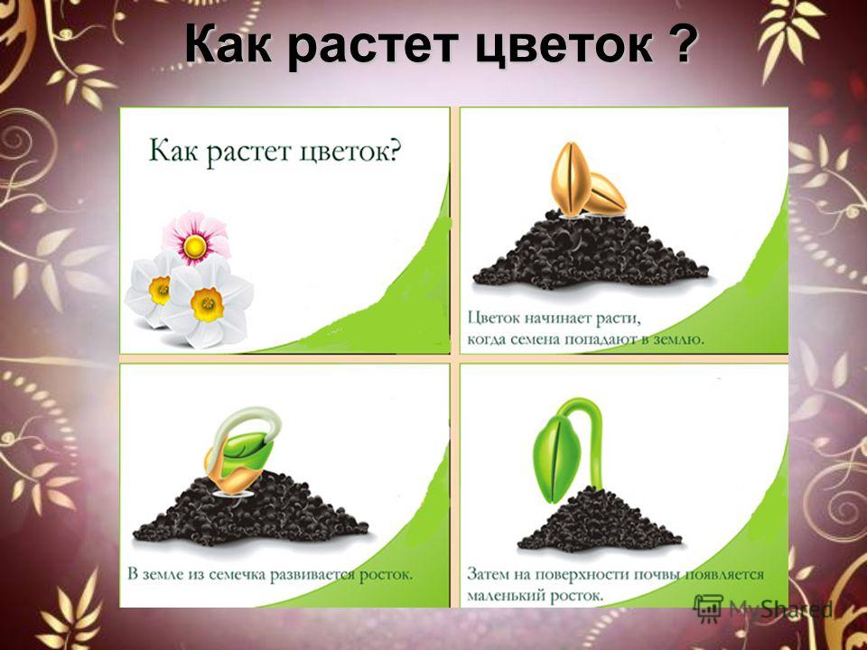 Как растет цветок в картинках Как растет цветок в картинках