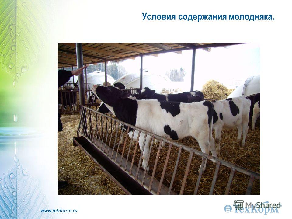 Технология выращивания молодняка курсовая 148 Технология выращивания молодняка курсовая 108