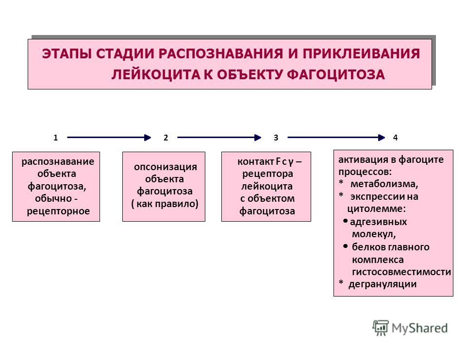 схема стадии фагоцитоза