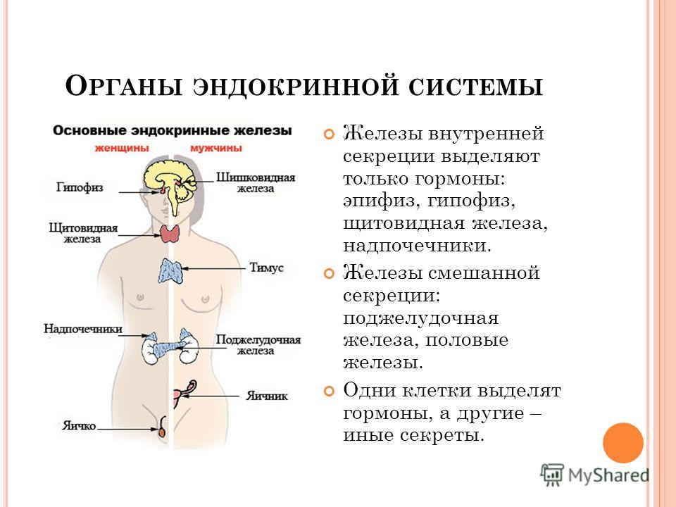 Как гинекология связана с щитовидной железой Как гинекология связана с щитовидной железой