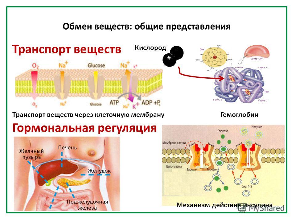 Транспорт веществ Гемоглобин Кислород Транспорт веществ через клеточную мембрану Гормональная регуляция Механизм действия инсулина