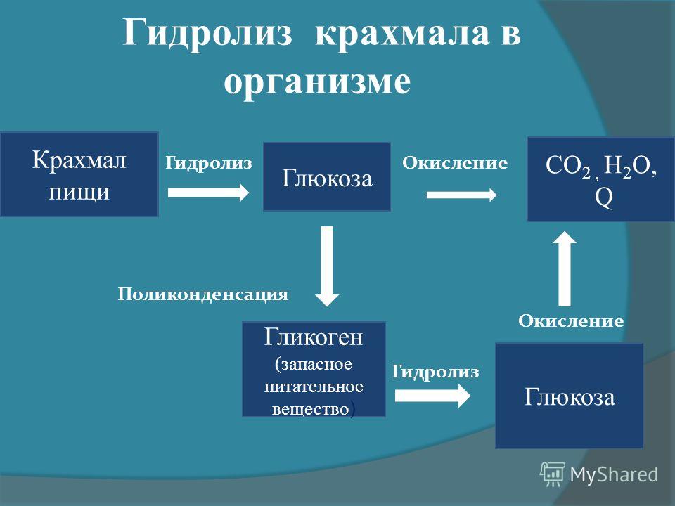 Гидролиз сахарозы гидролиз крахмала