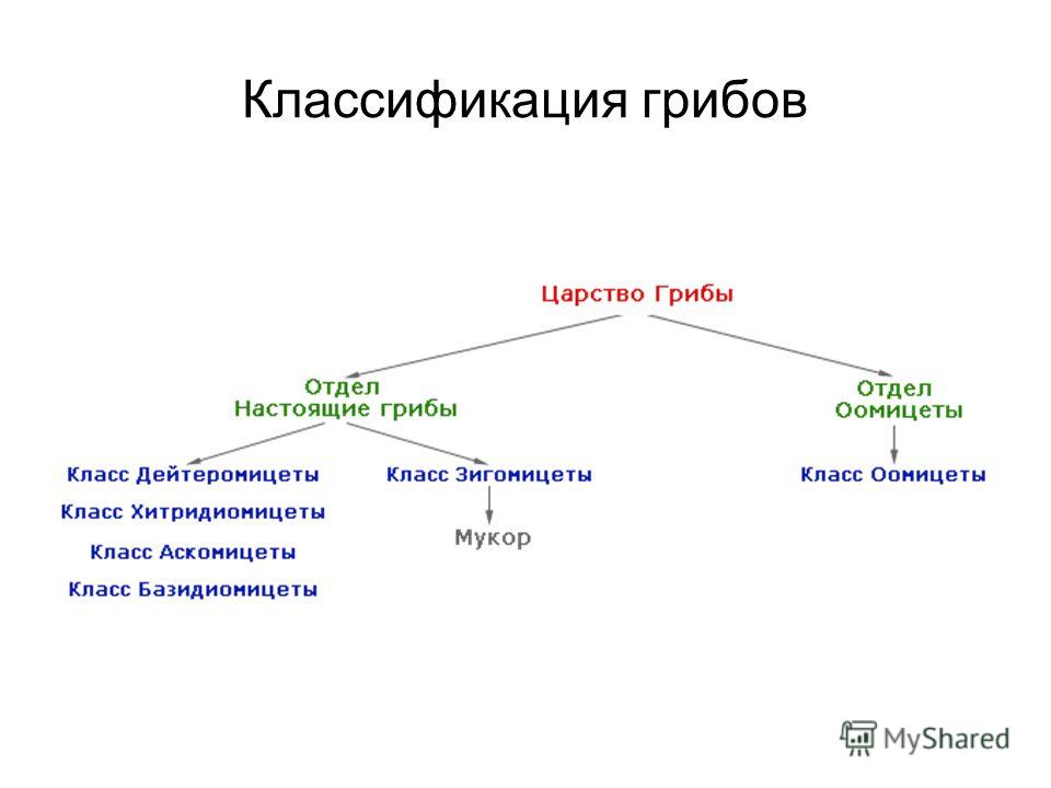 Царство грибов в схемах Царство грибов в схемах