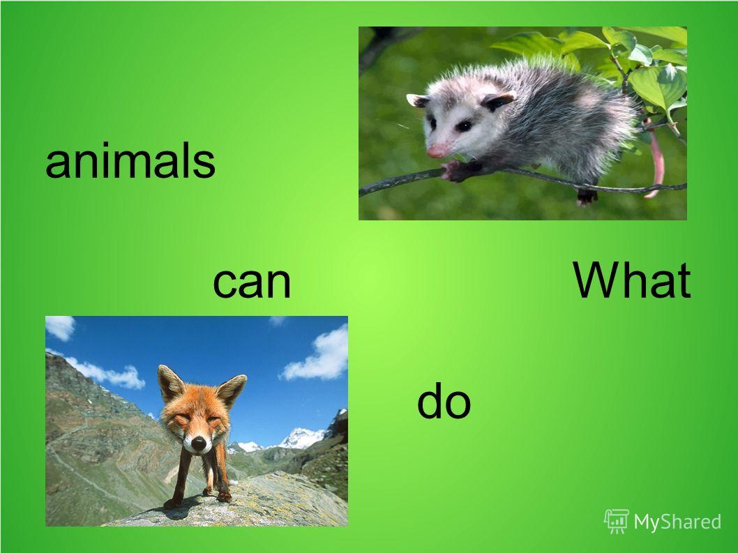 Презентация по английскому языку на тему животные 6 класс бесплатно