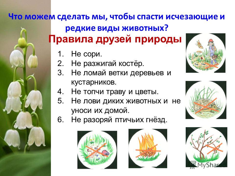 Картинки экологические знаки правила друзей природы Картинки экологические знаки правила друзей природы