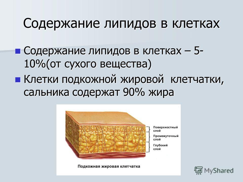 Презентация класс 9 класс органическое содержание клетки