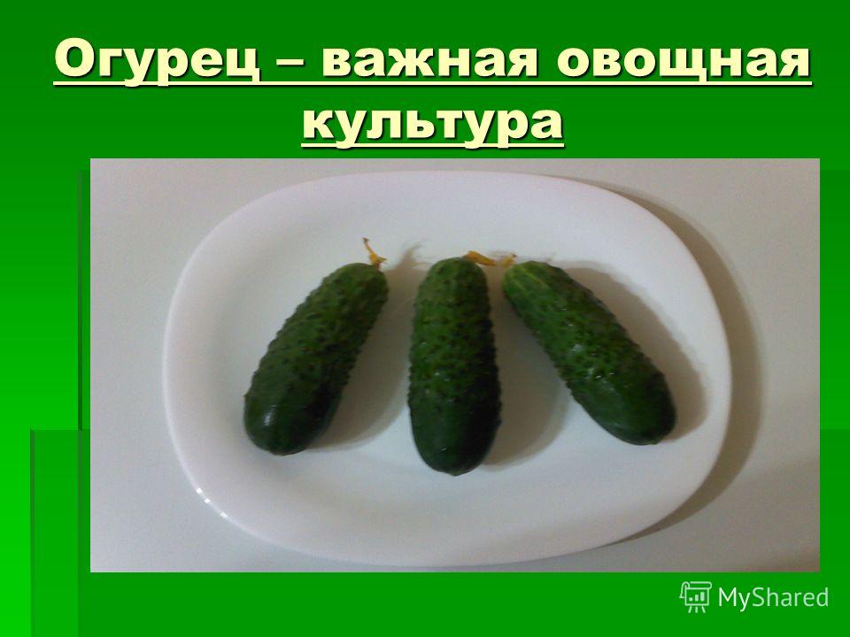 Выращивание огурца презентация 33