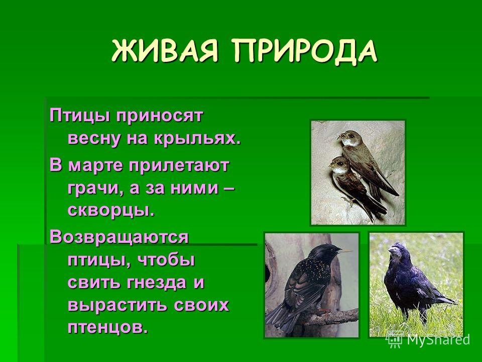 Что есть в природе связан прилет птиц Что есть в природе связан прилет птиц