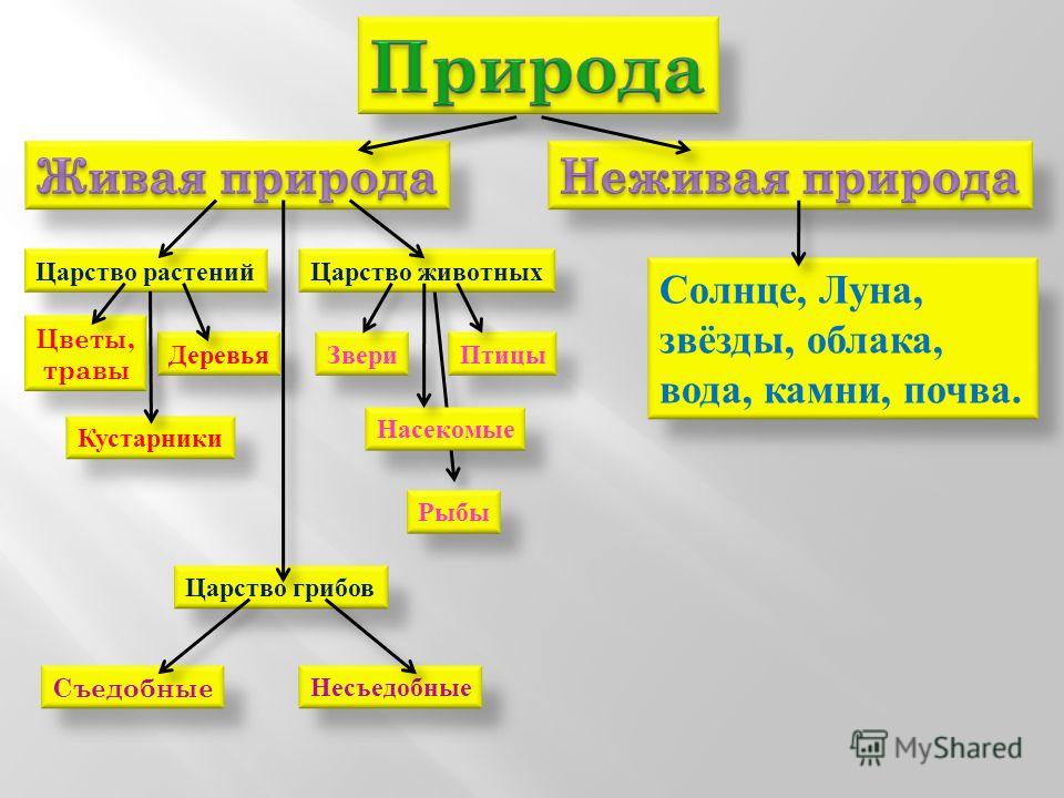 Царства живой природы в схеме Царства живой природы в схеме