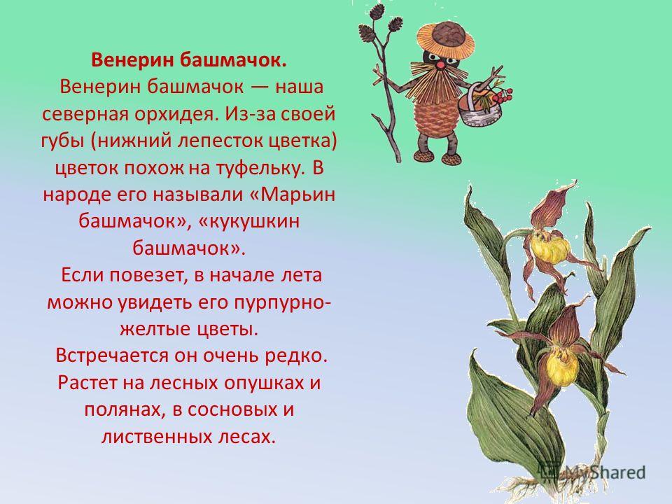 Сценарии Нового Года для детей Стартует новый медиаконкурс СибирьПРО » Тува-Онлайн