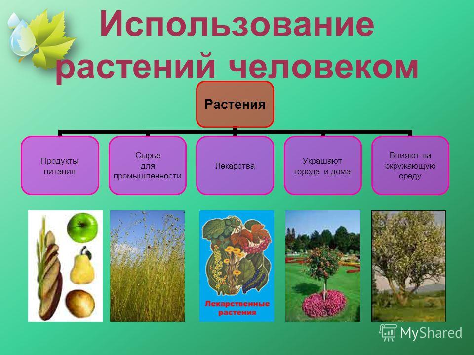 Для чего используют растения примеры растений
