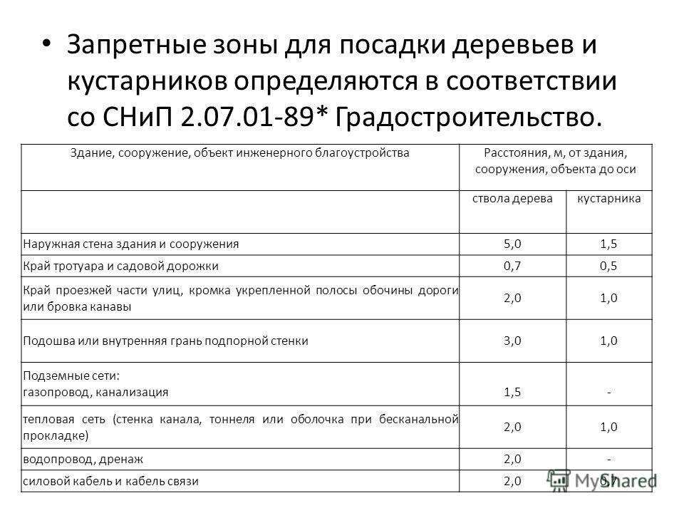 На каком расстоянии можно сажать деревья от окон 74
