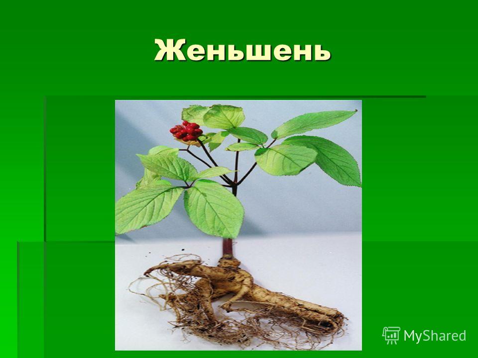 Красная книга женьшень - MosRosa.ru