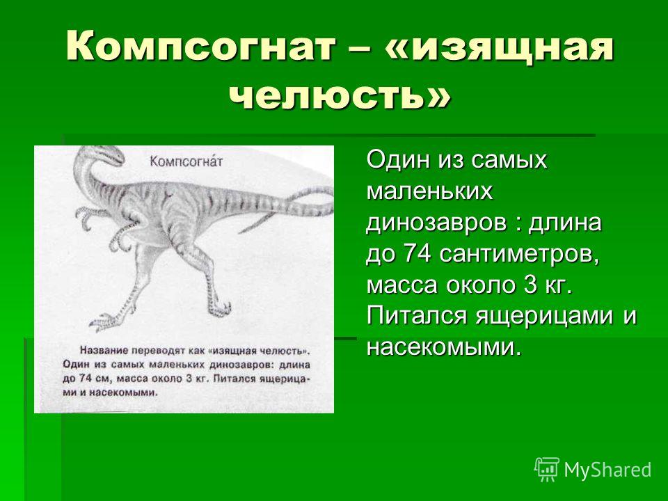Компсогнат – «изящная челюсть» Один из самых маленьких динозавров : длина до 74 сантиметров, масса около 3 кг. Питался ящерицами и насекомыми.