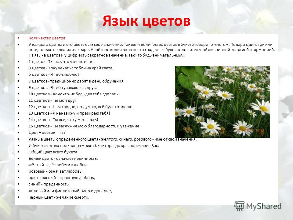 Декабрист цветок уход и размножение в домашних условиях Сонник цветы, комнатный цветок, толкование снов. К чему