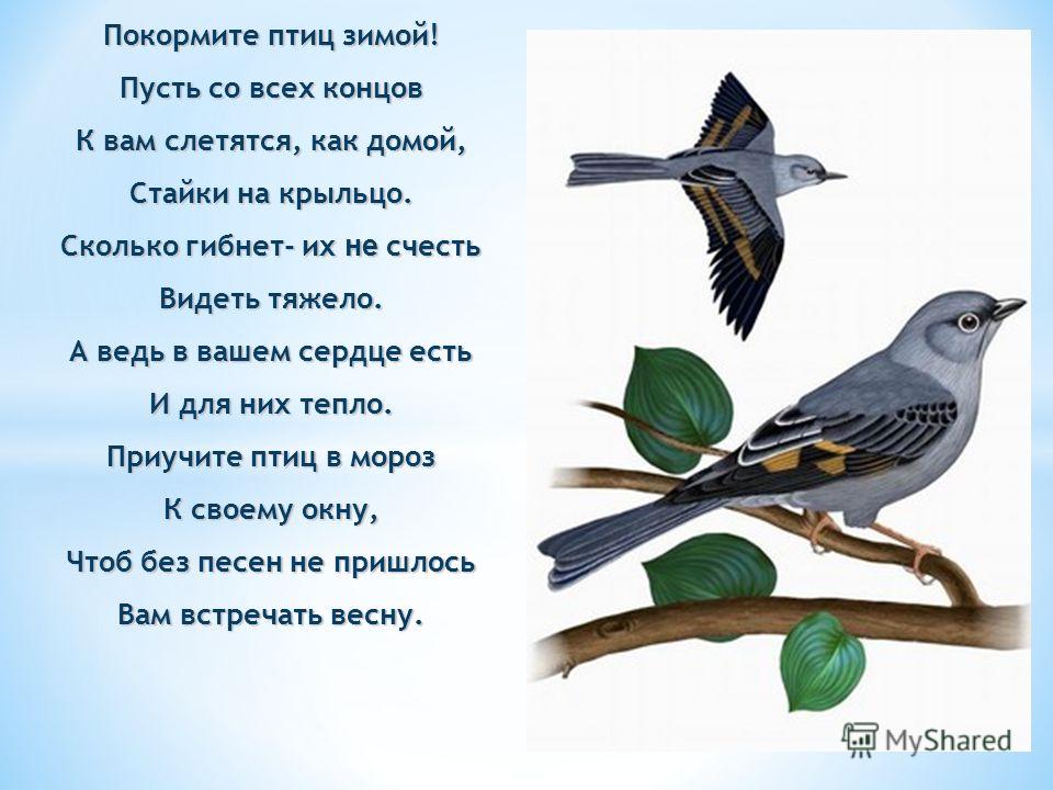 арбузные семечки от глистов отзывы арбузные семечки от глистов отзывы