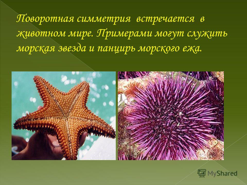 Симметрия у растений примеры