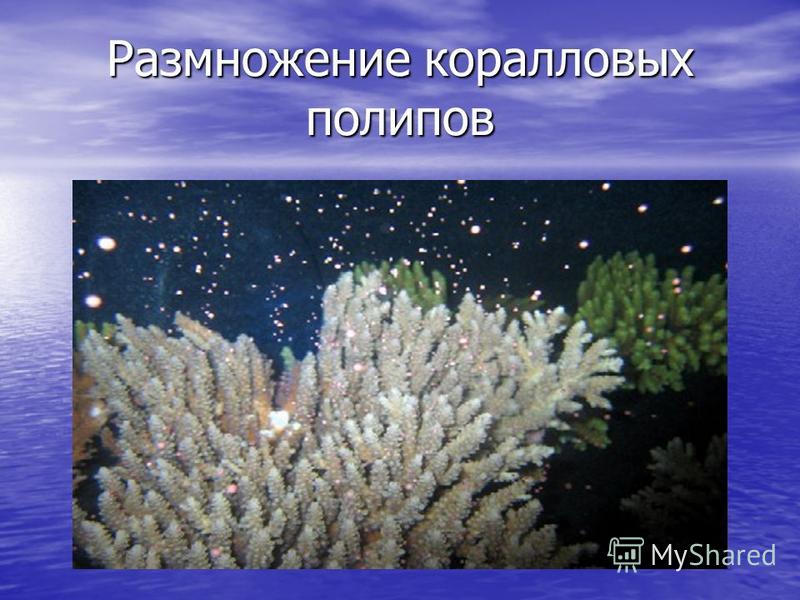 Размножение коралловых полипов