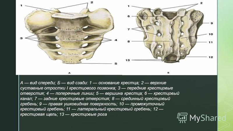Крестцовый и копчиковый отделы позвоночника. Отделы Позвоночника Для Мрт Схема Фото – Telegraph Позвоночник человека - анатомия, позвонки, изгибы и отделы "Скелет туловища". Презентация к уроку биологии.