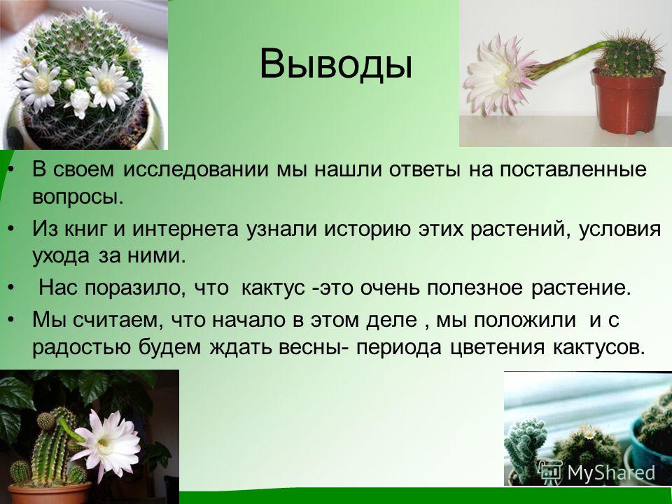 Как сделать презентацию еды Как сделать презентацию еды