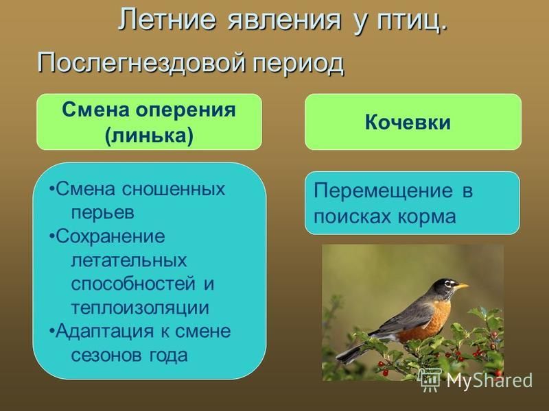 Экскурсия Знакомство С Птицами Парка 7 Класс