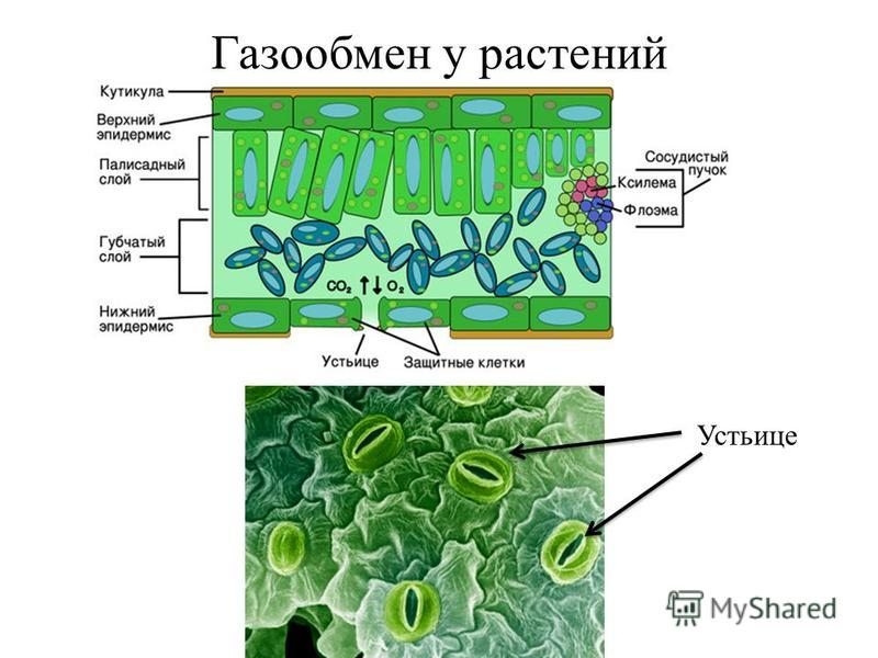 Схема газообмена у живых организмов используя свои примеры