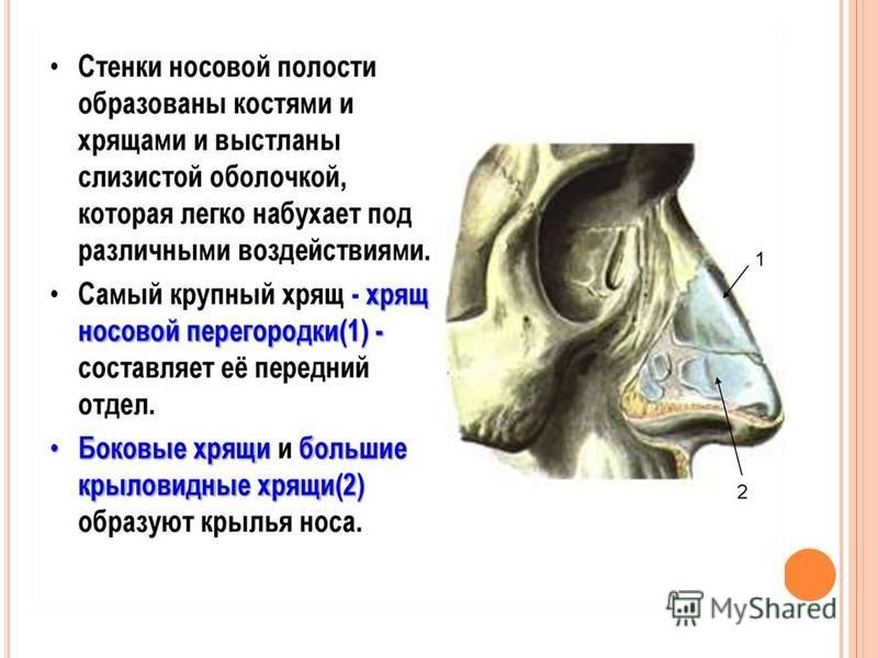 Презентация на тему перегородки