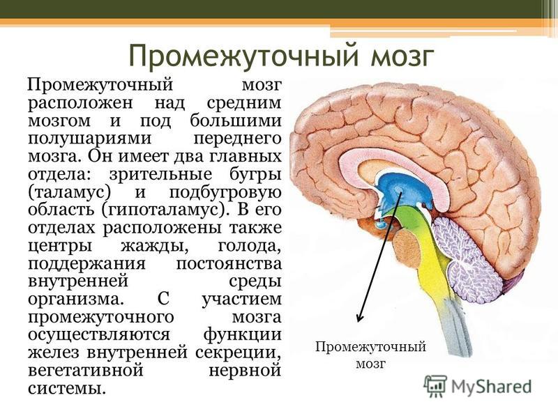 Промежуточный мозг Промежуточный мозг расположен над средним мозгом и под большими полушариями переднего мозга. Он имеет два главных отдела: зрительные бугры (таламус) и подбугровую область (гипоталамус). В его отделах расположены также центры жажды,