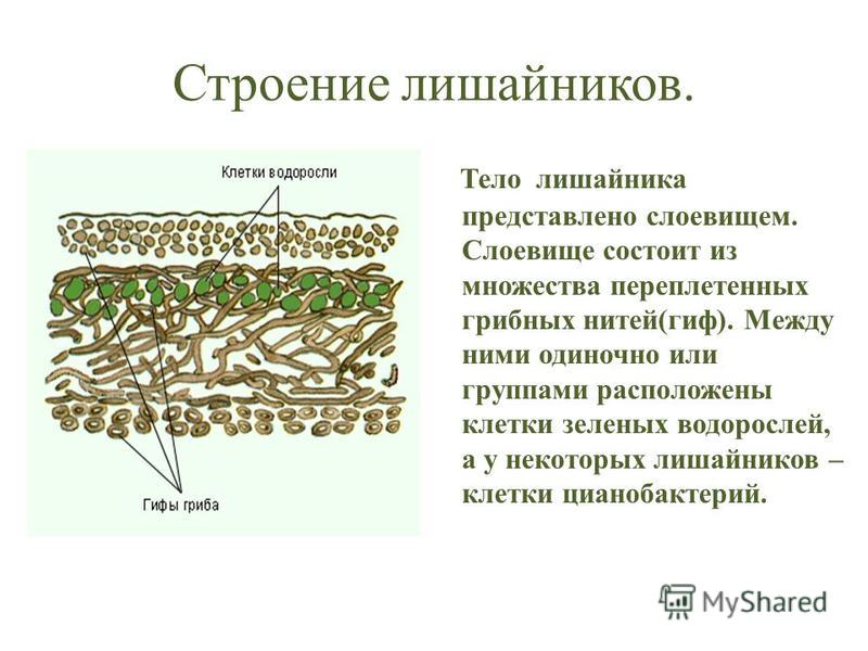 Строение лишайников. Тело лишайника представлено слоевищем. Слоевище состоит из множества переплетенных грибных нитей(гиф). Между ними одиночно или группами расположены клетки зеленых водорослей, а у некоторых лишайников – клетки цианобактерий.