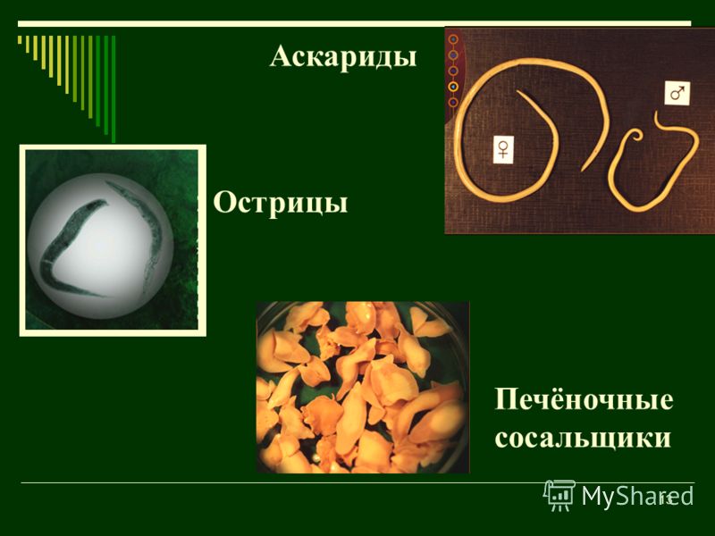 кашель от глистов кашель от глистов