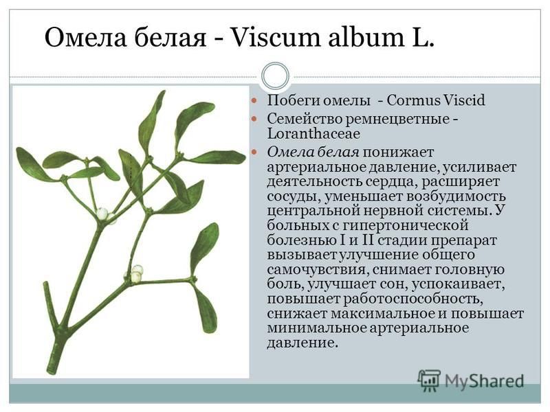 Побеги омелы - Cormus Viscid Семейство ремнецветные - Loranthaceae Омела белая понижает артериальное давление, усиливает деятельность сердца, расширяет сосуды, уменьшает возбудимость центральной нервной системы. У больных с гипертонической болезнью I